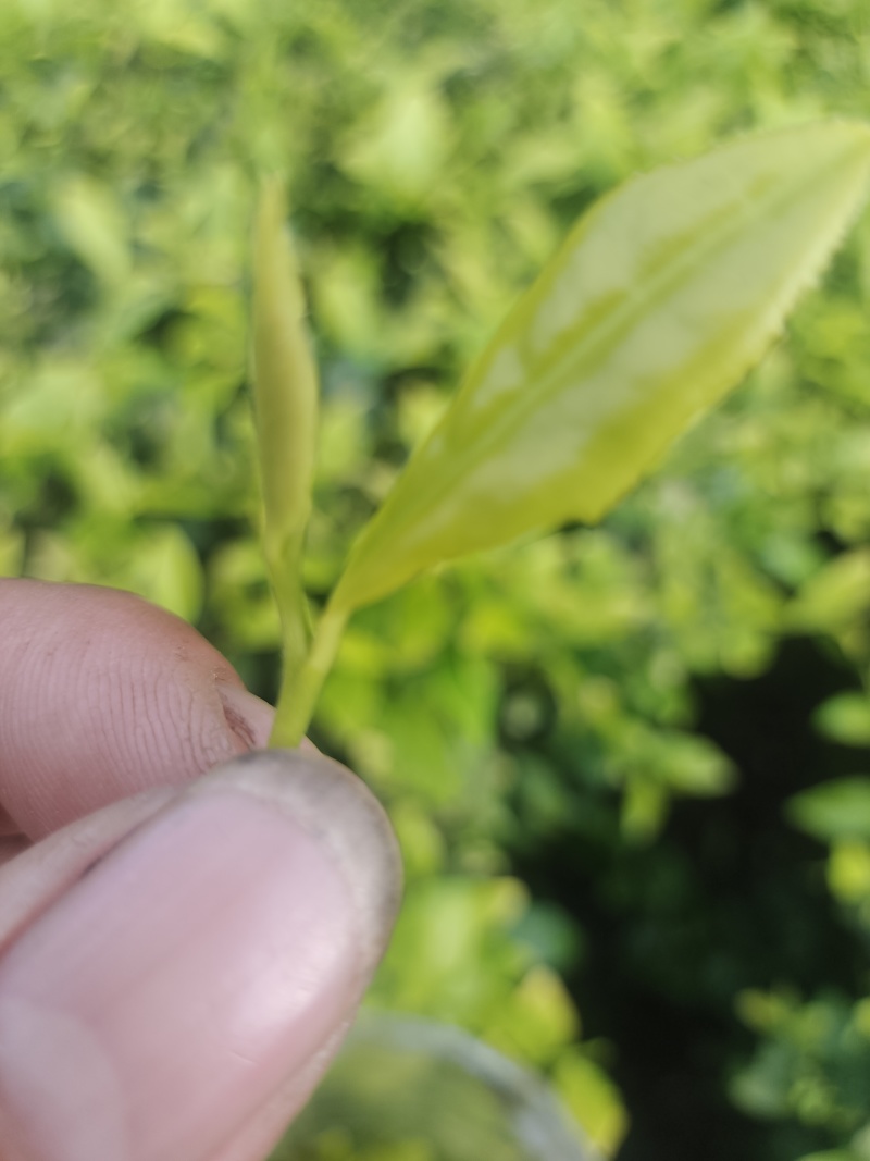 恩施富硒白茶