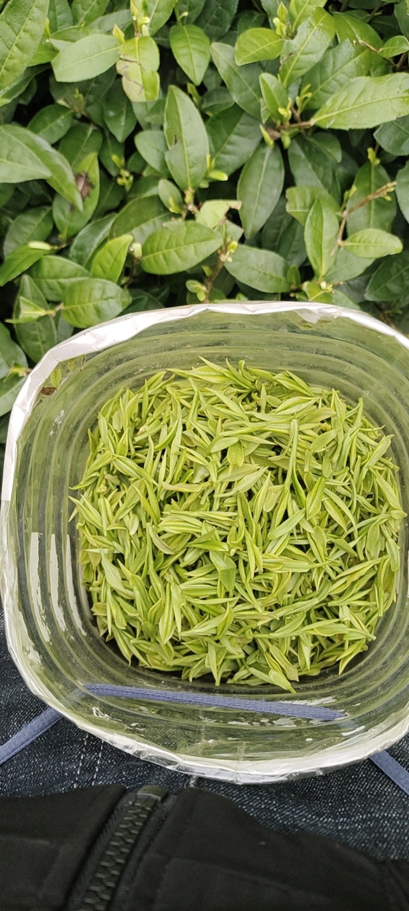 恩施富硒白茶