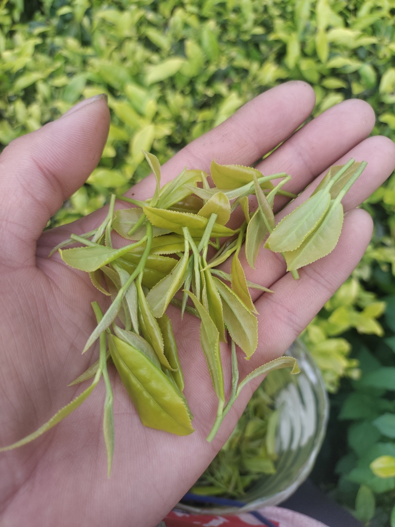 恩施富硒白茶