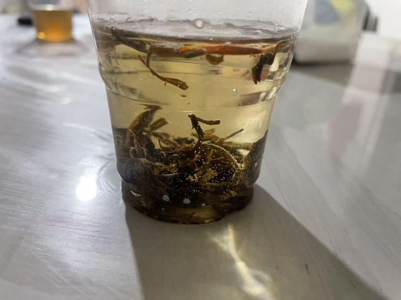 贵州白茶