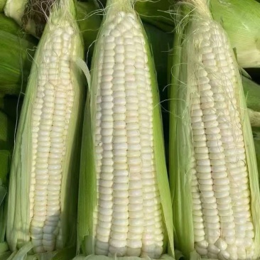 玉米