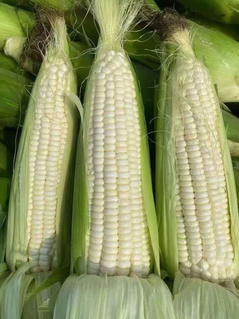 玉米