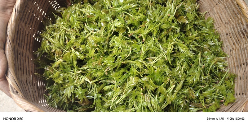 ***控三高藤茶芽尖莓茶