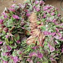 武汉黄陂红苋菜