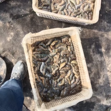 海参批发，高端定制，货源充足，寻求合作。价格为活海参产地