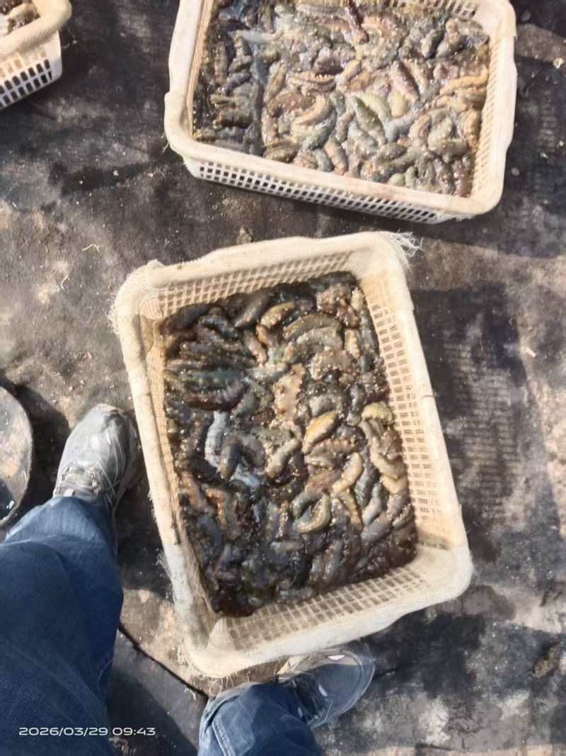 海参批发，高端定制，货源充足，寻求合作。价格为活海参产地