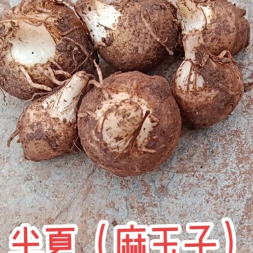 麻芋儿，半夏