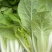 大中小颗毛白菜