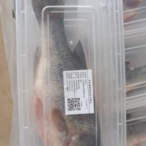 石家庄鹿泉养殖的吊水鲈鱼，刺少肉质紧实无土腥味鱼腥味。
