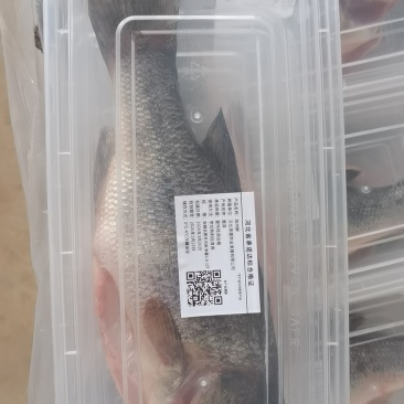 石家庄鹿泉养殖的吊水鲈鱼，刺少肉质紧实无土腥味鱼腥味。