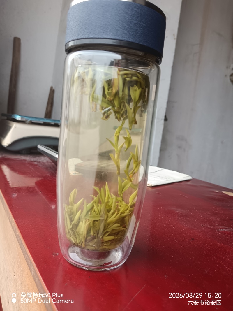 霍山黄芽
