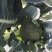 青花（雅翠226）