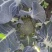 青花（雅翠226）