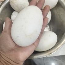 少量新鲜鹅蛋，自家养殖