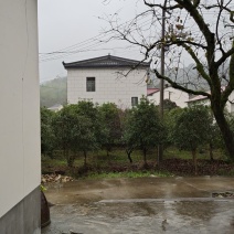 8月桂50棵直径20cm左右
