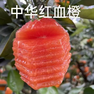 自己种的果园，没有打蜡，***水果吃着放心