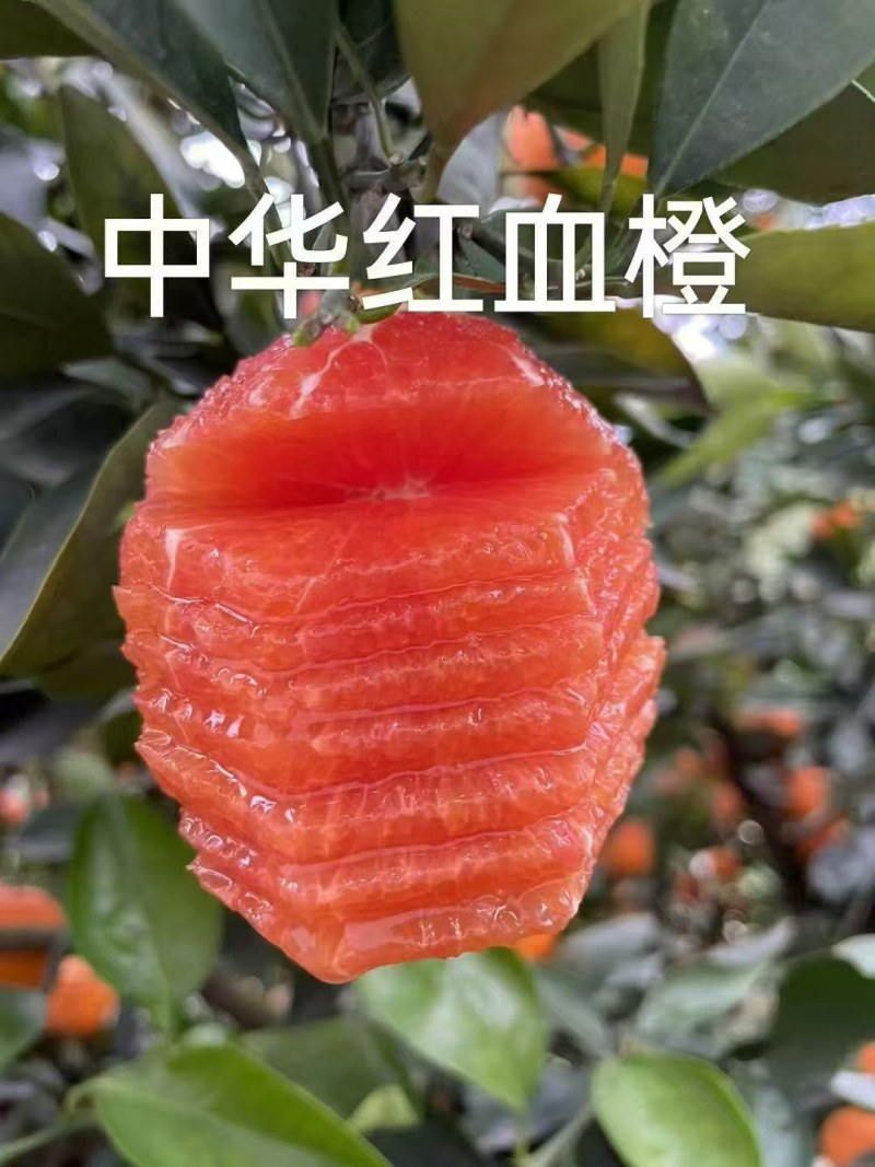 自己种的果园，没有打蜡，***水果吃着放心