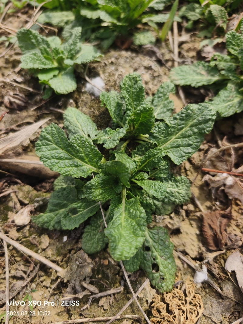 新鲜雪里见带一部分根发货