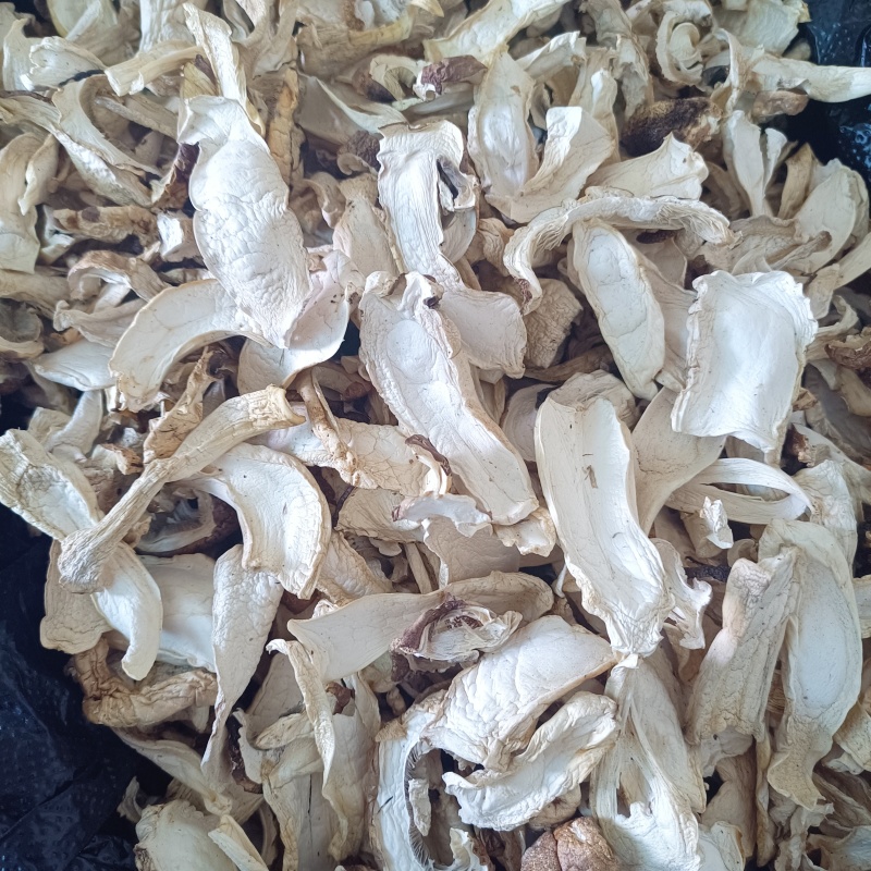 赤松茸干片