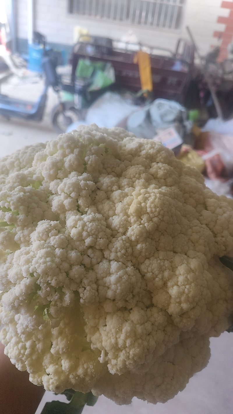 新鲜散花菜，当天采摘，当天发货。产地直销。