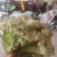 新鲜散花菜，当天采摘，当天发货。产地直销。