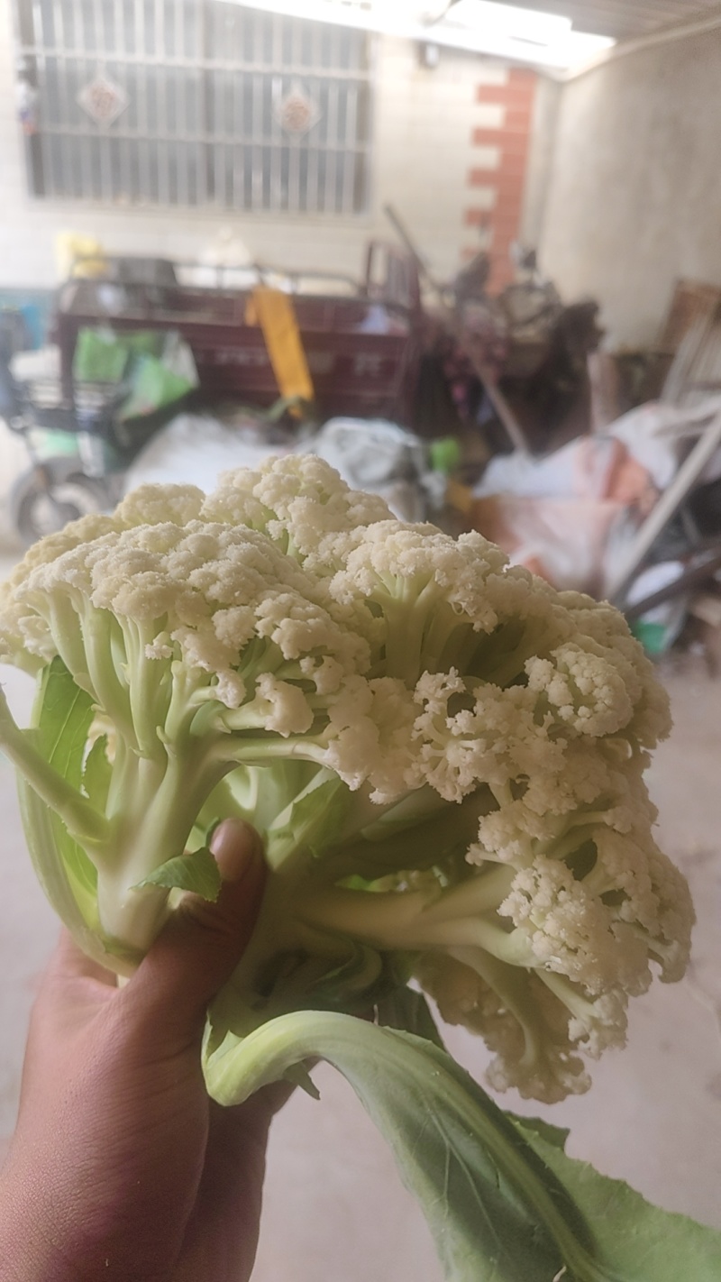 新鲜散花菜，当天采摘，当天发货。产地直销。