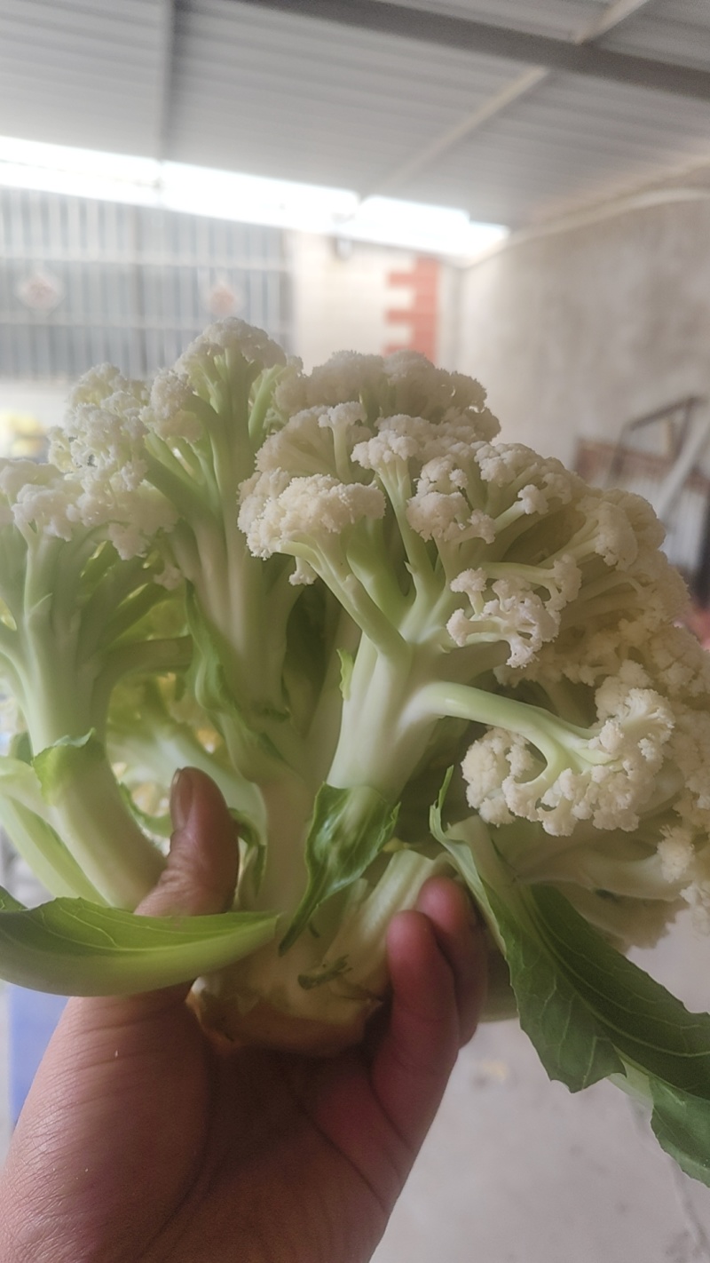 新鲜散花菜，当天采摘，当天发货。产地直销。