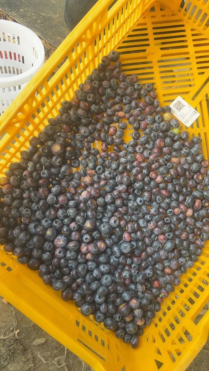 云南花香蓝莓