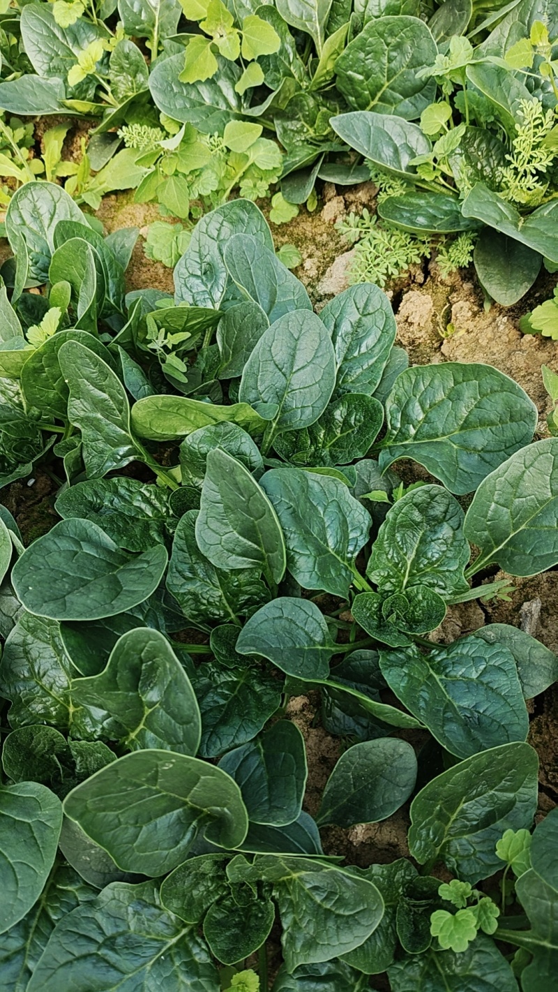 通货波菜大量有货
