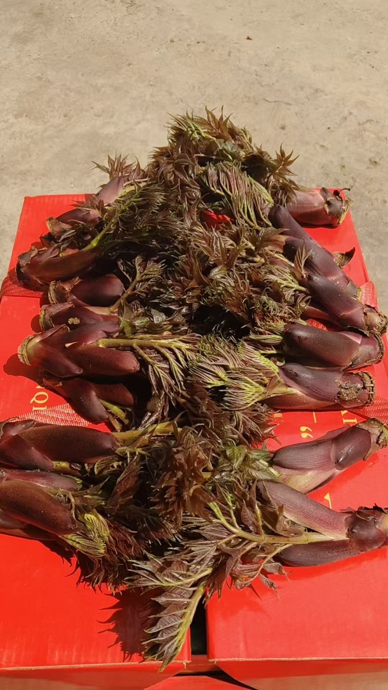 刺嫩芽