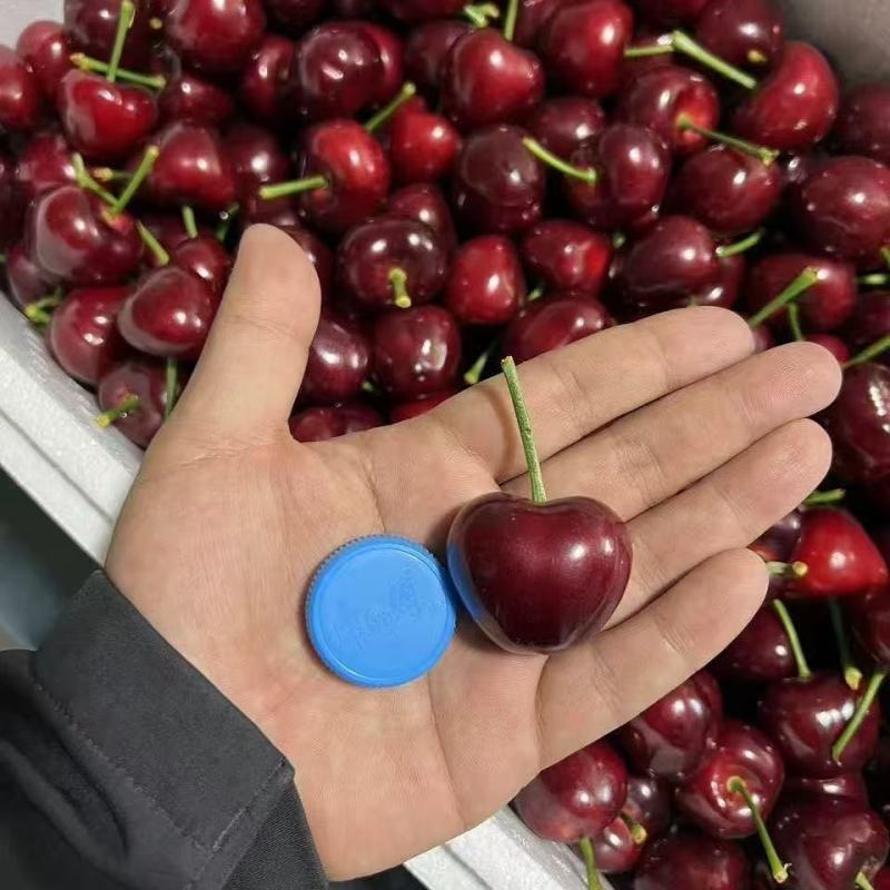 精品美早樱桃，各大电商供应链常年供货，一件代发