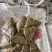 真空粽子粽子厂家大货集采