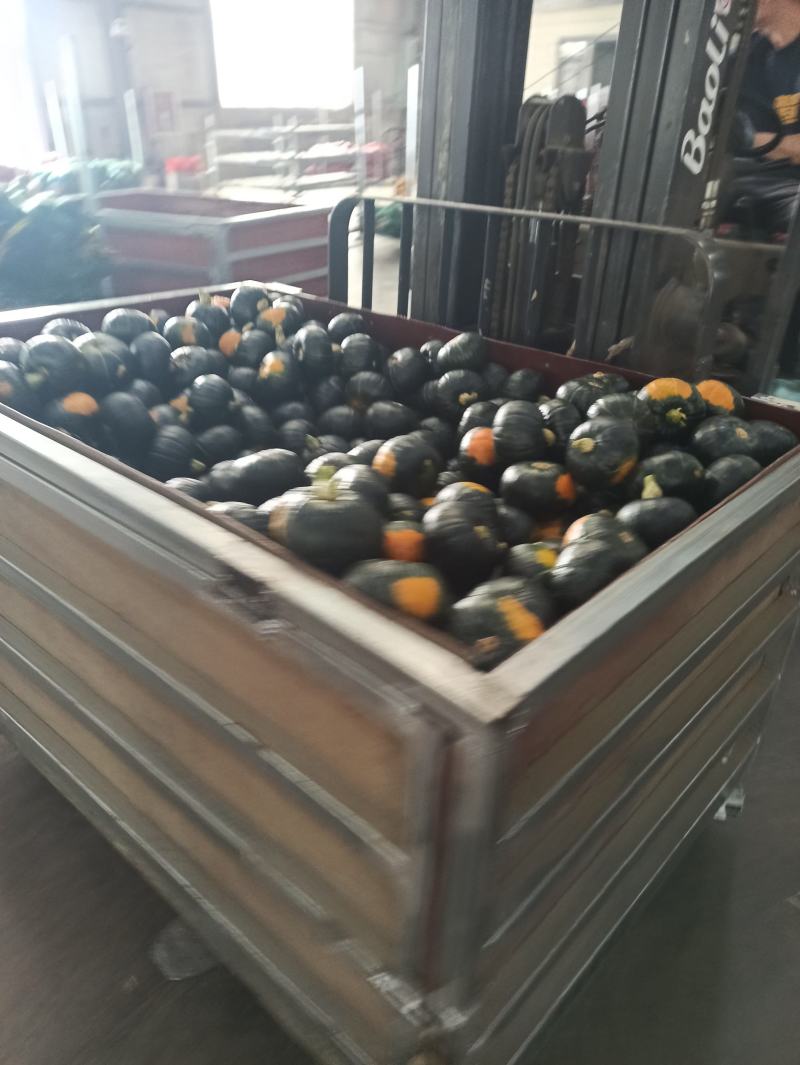 贝贝南瓜批发，量大从优规格：小果/中果/大果/混装