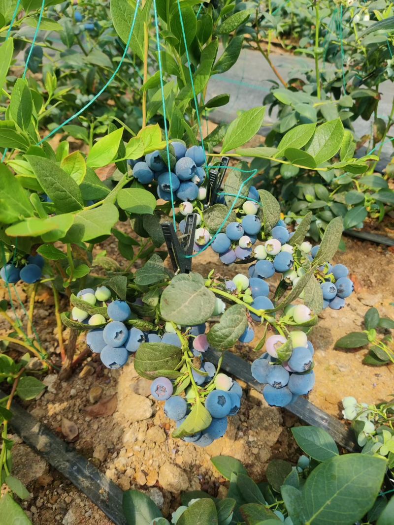 葫芦岛绥中冷棚蓝莓