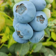 葫芦岛绥中冷棚蓝莓