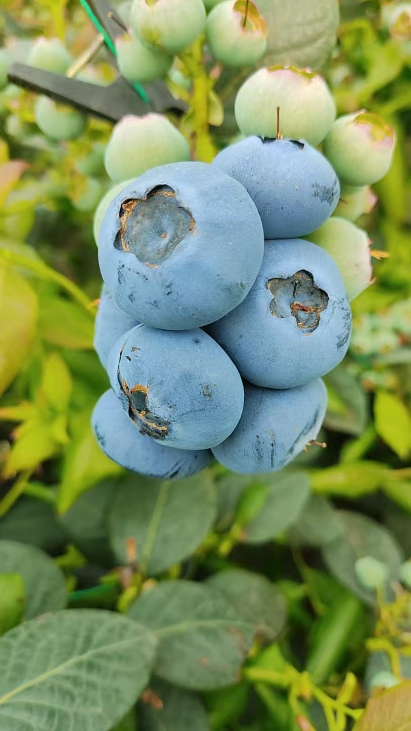 葫芦岛绥中冷棚蓝莓
