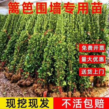 北海道黄杨苗直立冬青树苗大叶黄杨四季常青耐寒庭院围墙绿篱笆墙
