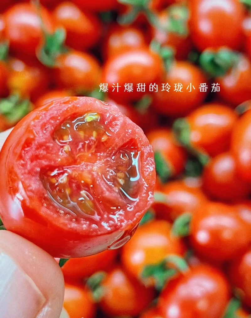 电白千禧圣女果
