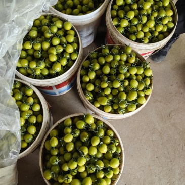 青甜2号小番茄