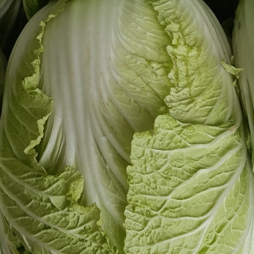 蔬菜大棚，济津黄心白菜