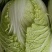 蔬菜大棚，济津黄心白菜