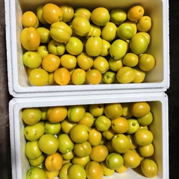 山东新泰珍珠杏