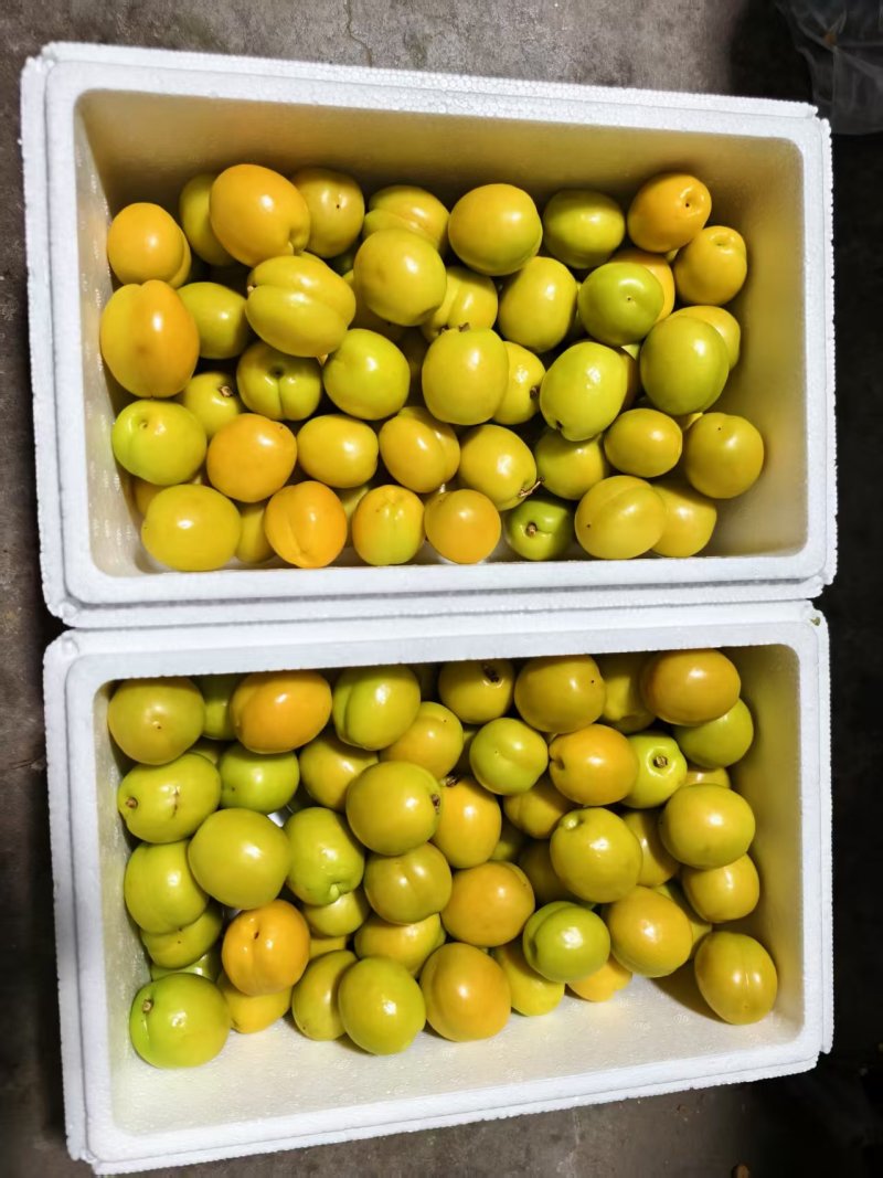 山东新泰珍珠杏