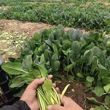 菠菜