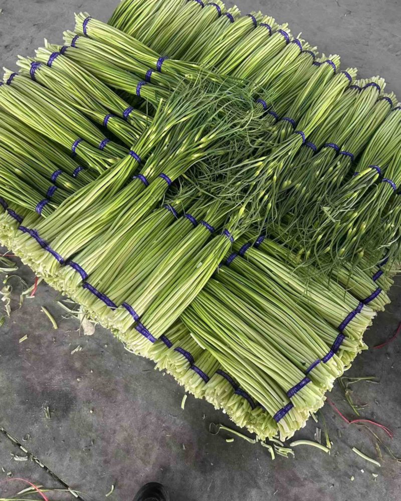 邳州白帽蒜薹
