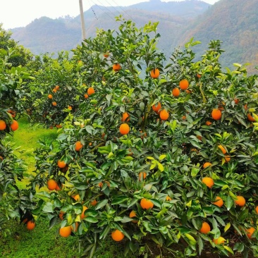 重庆市奉节县奉节脐橙