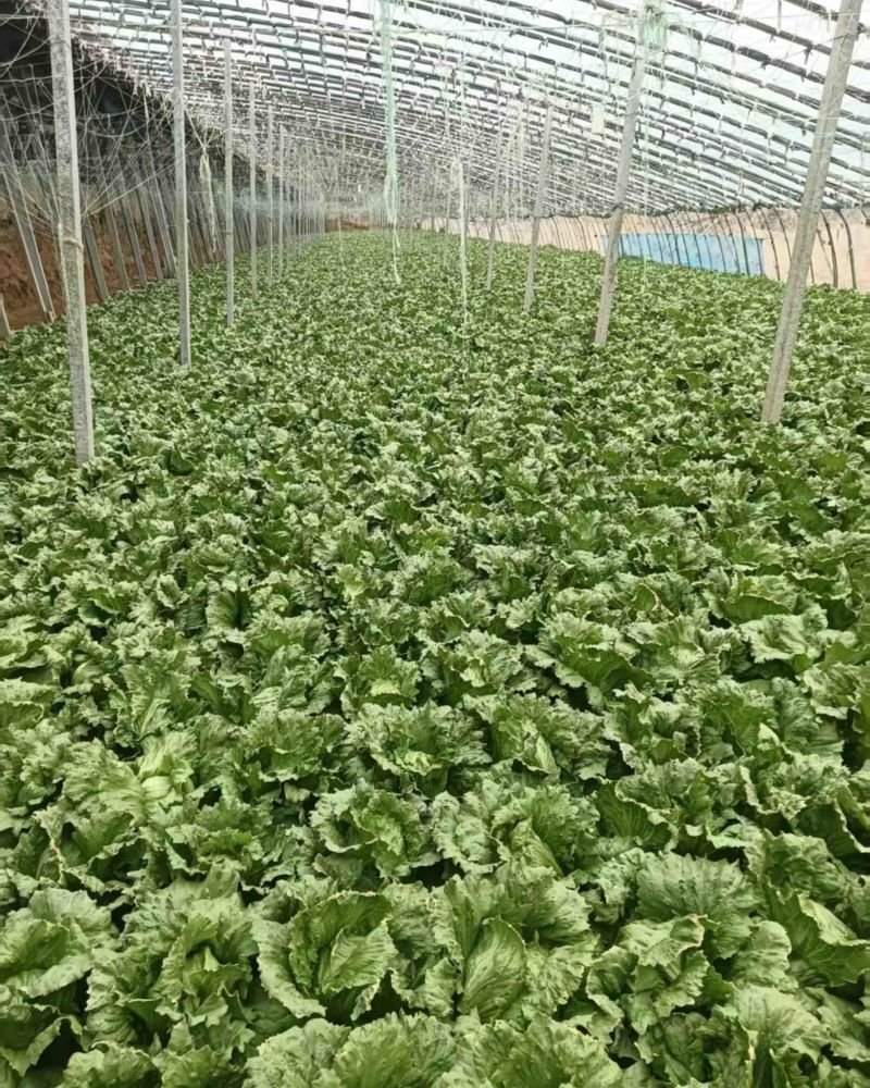 生菜球
