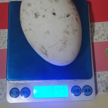 散养笨鹅蛋不喂饲料和产蛋王价格小贵