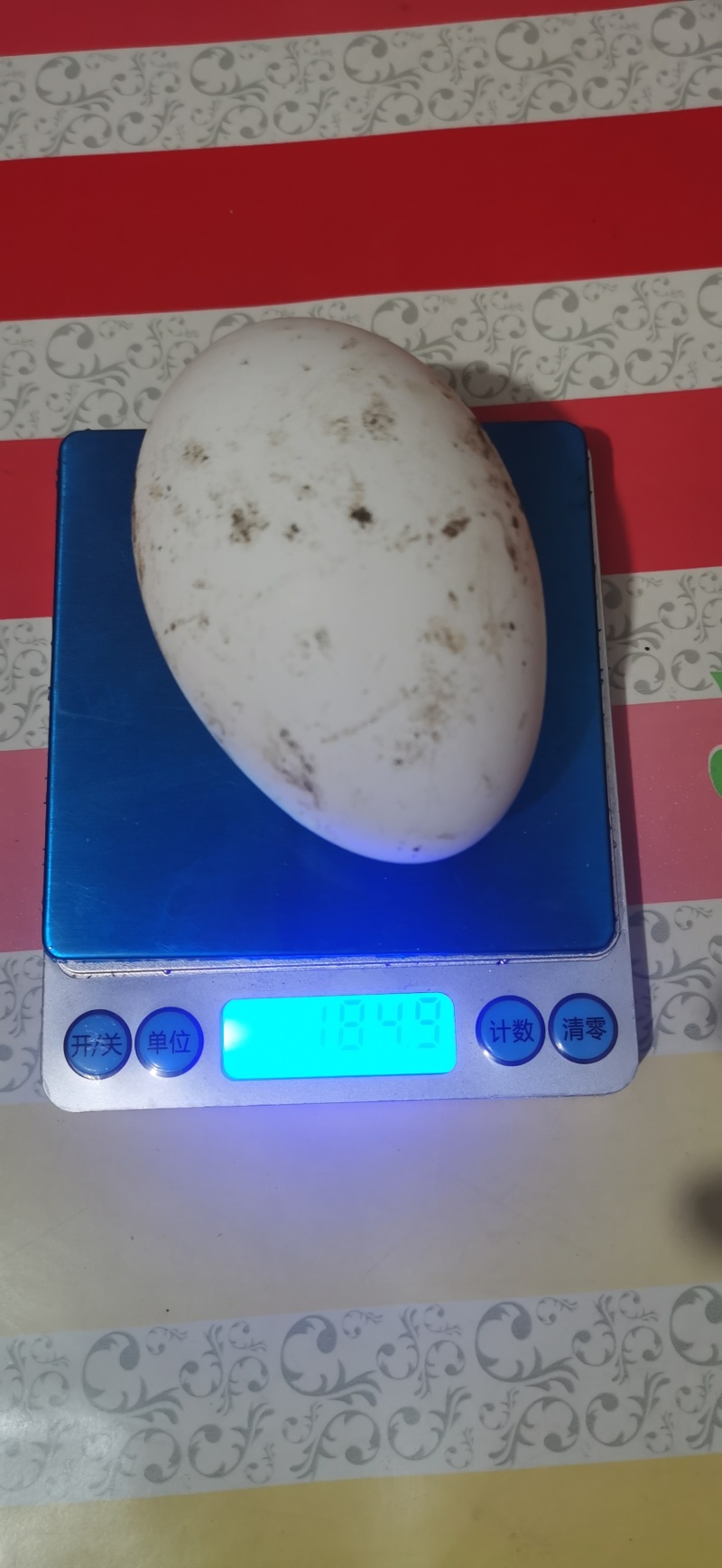 散养笨鹅蛋不喂饲料和产蛋王价格小贵