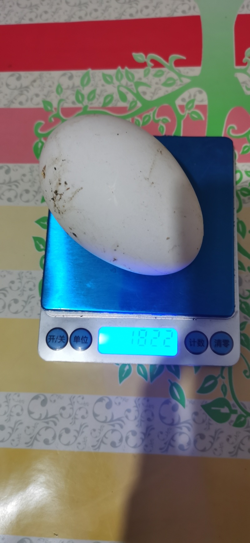 散养笨鹅蛋不喂饲料和产蛋王价格小贵